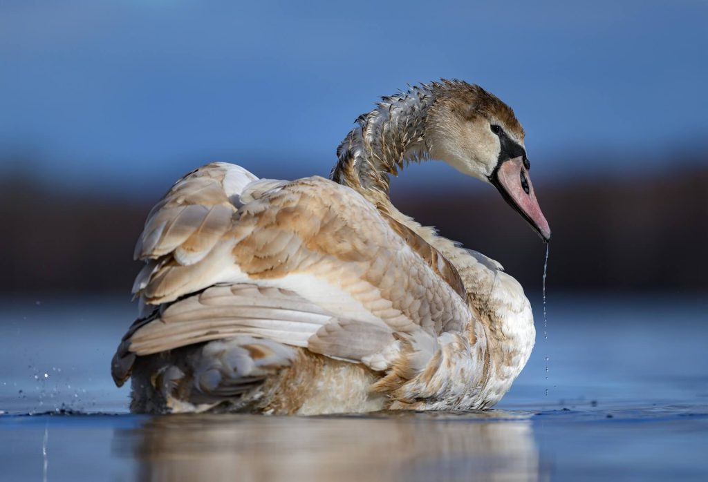 Fot. Dariusz Breś - Sigma 500mm F5.6 DG DN OS | Sports