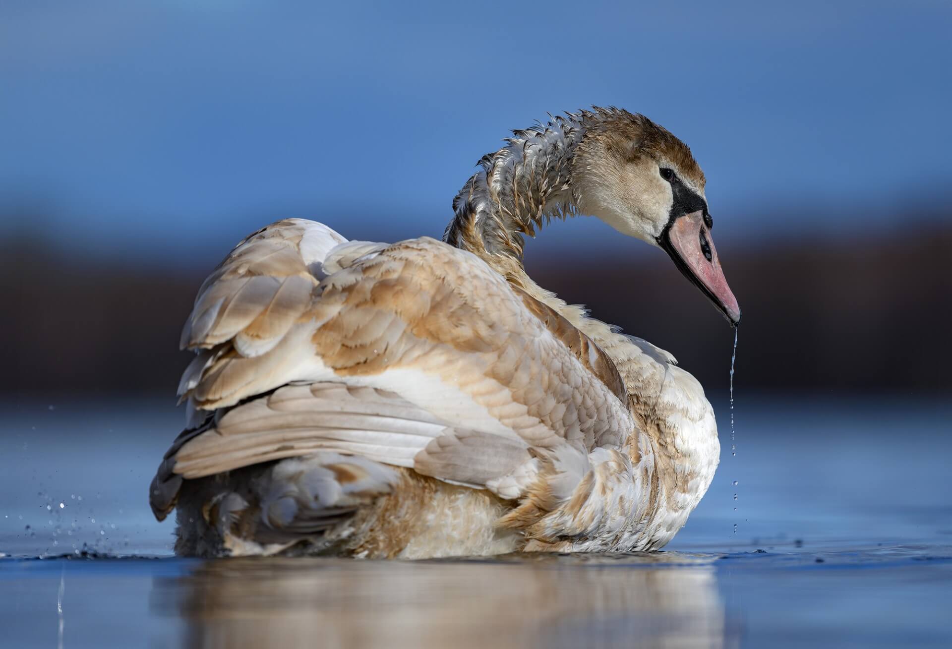 Fot. Dariusz Breś - Sigma 500mm F5.6 DG DN OS | Sports