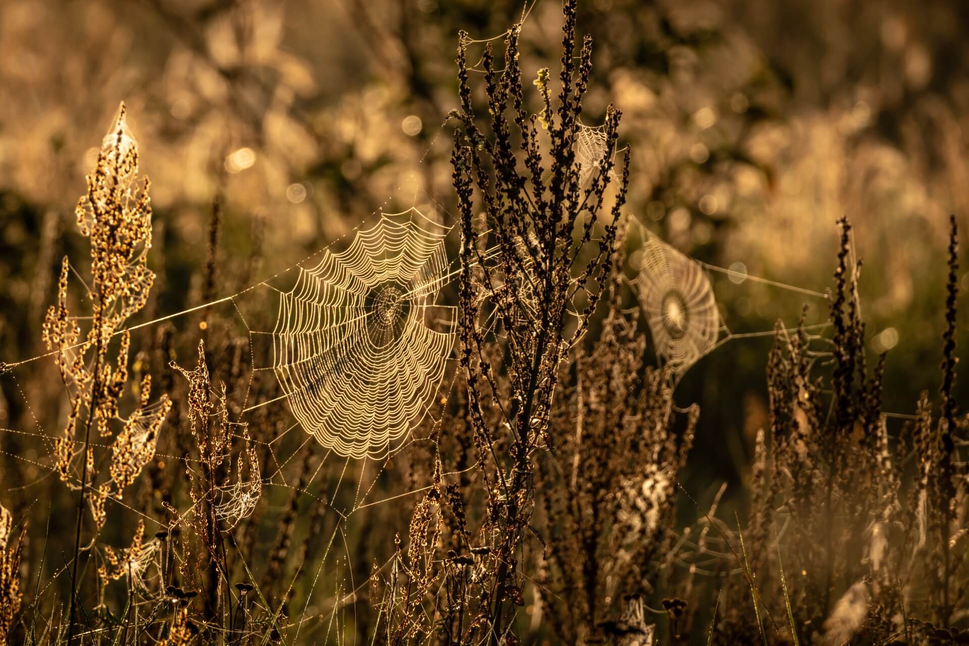 Fot. Jarosław Deluga, SIGMA Obiektyw C 100-400/5-6.3 DG DN OS + Fuji X