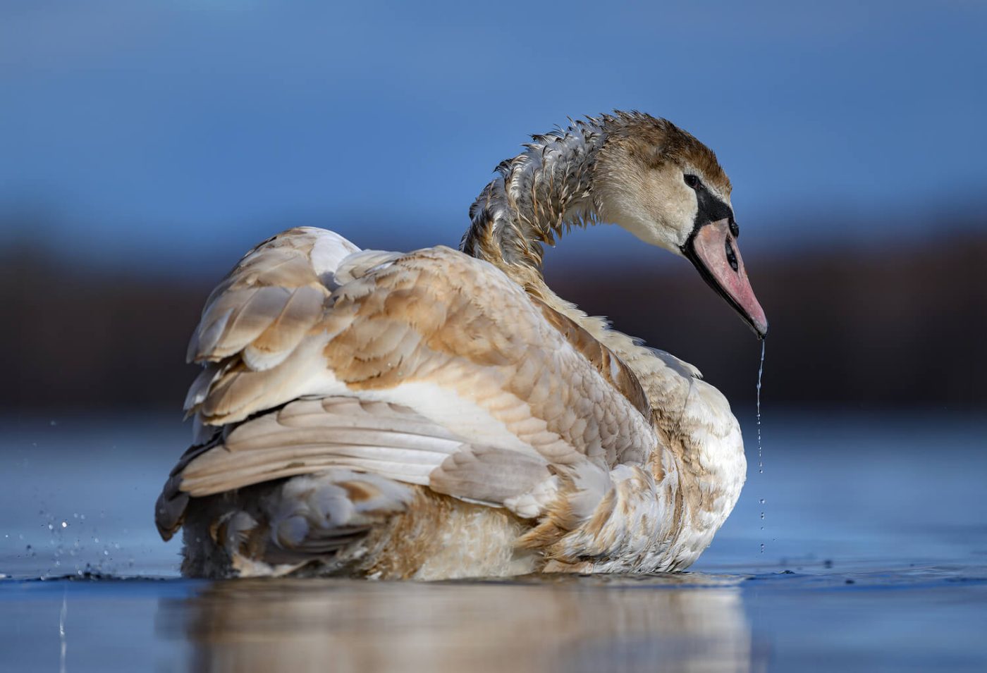 zdjęcie łabędzia wykonane obiektywem 500mm F5.6 DG DN OS | Sports