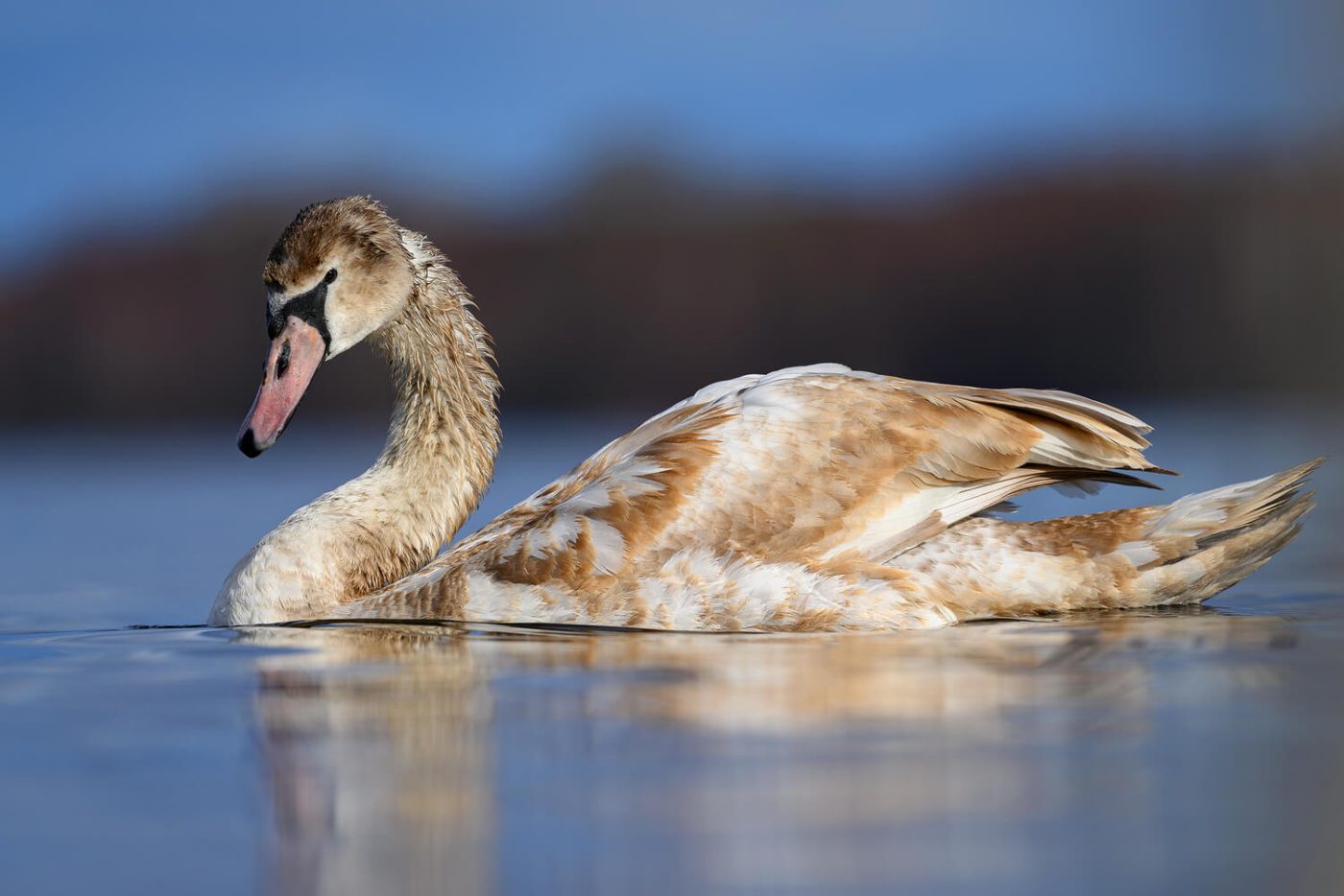 Fot. Dariusz Breś - Sigma 500mm F5.6 DG DN OS | Sports