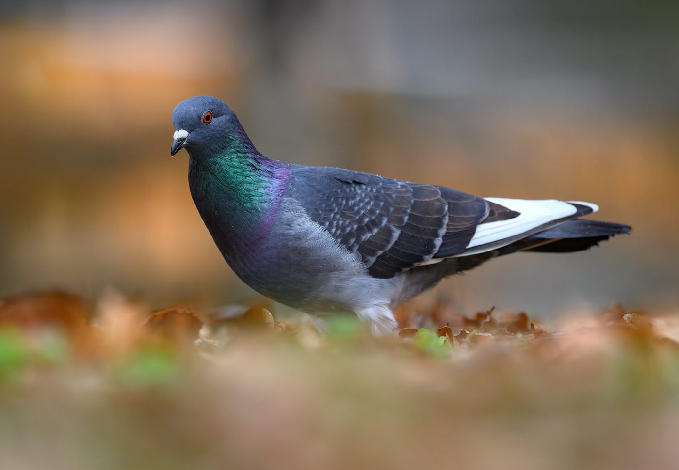 zdjęcie gołębia wykonane obiektywem 500mm F5.6 DG DN OS | Sports