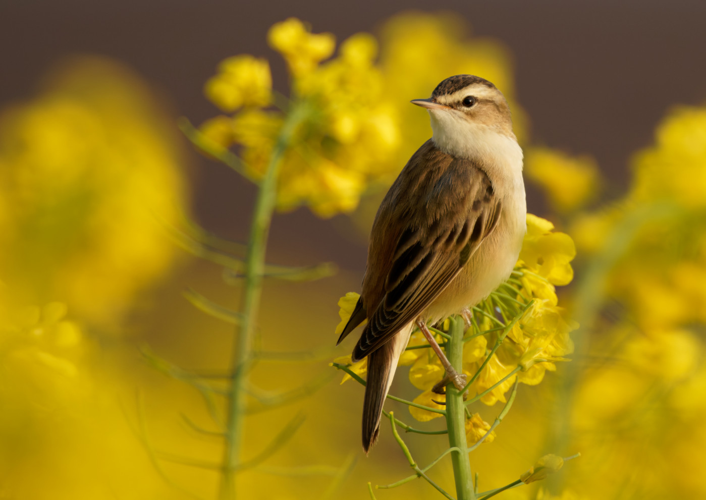 zdjęcie ptaka wykonane obiektywem Sigma 300-600 mm f/4 DG OS Sports