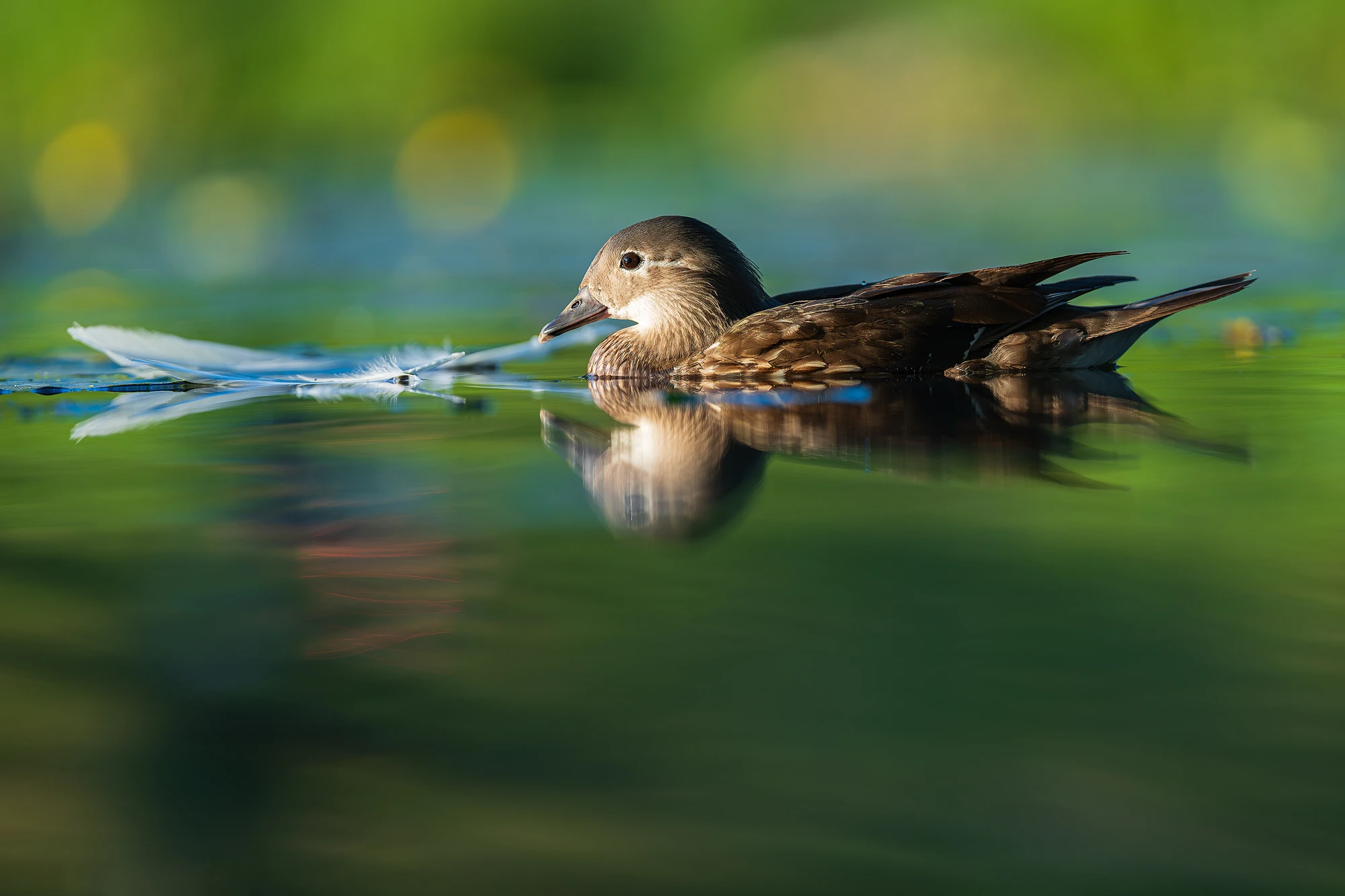 zdjęcie kaczki wykonane obiektywem SIGMA 200 mm F2 DG OS Sports