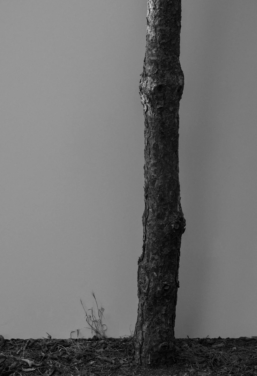 zdjęcie wykonane aparatem Sigma FP2