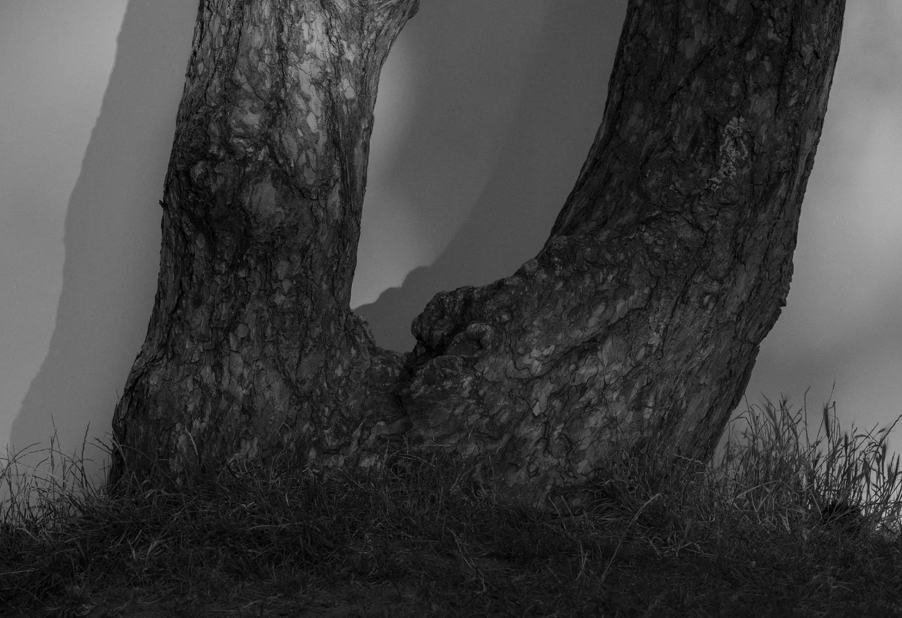 zdjęcie wykonane aparatem Sigma FP2